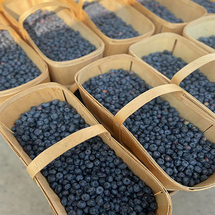 Bleuets